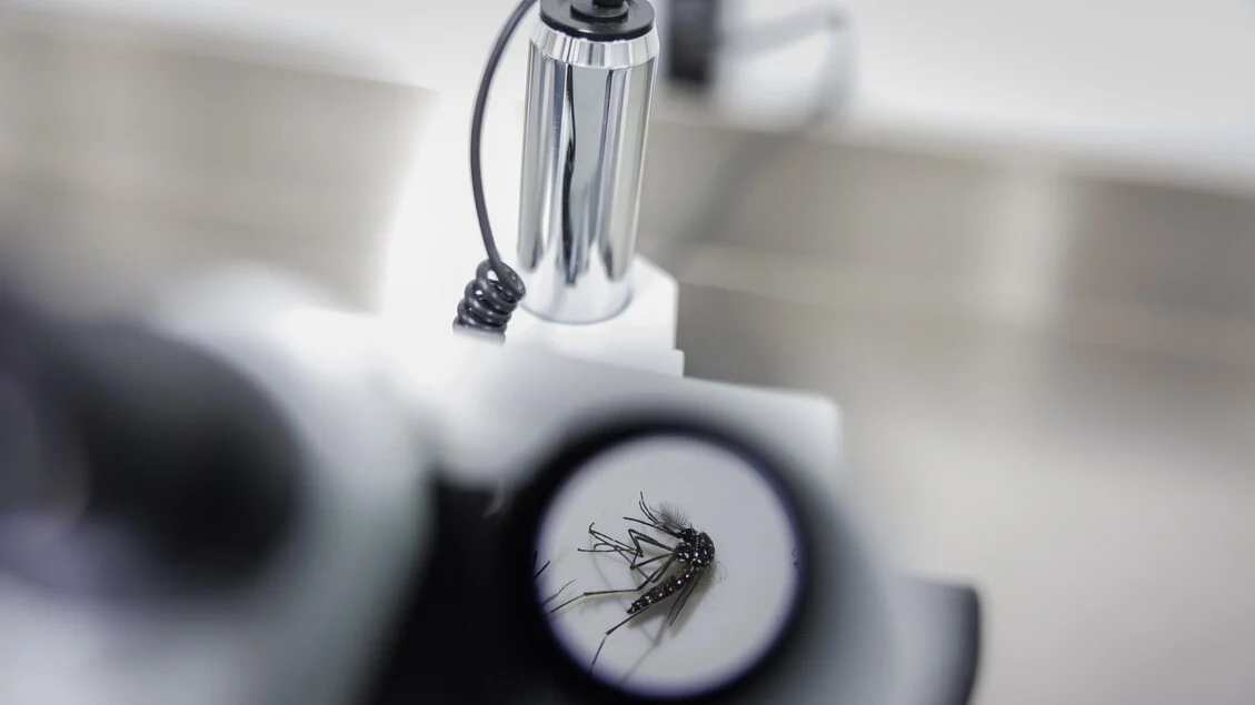 Doenças tropicais negligenciadas: a emergência invisível que afeta mais de 1 bilhão