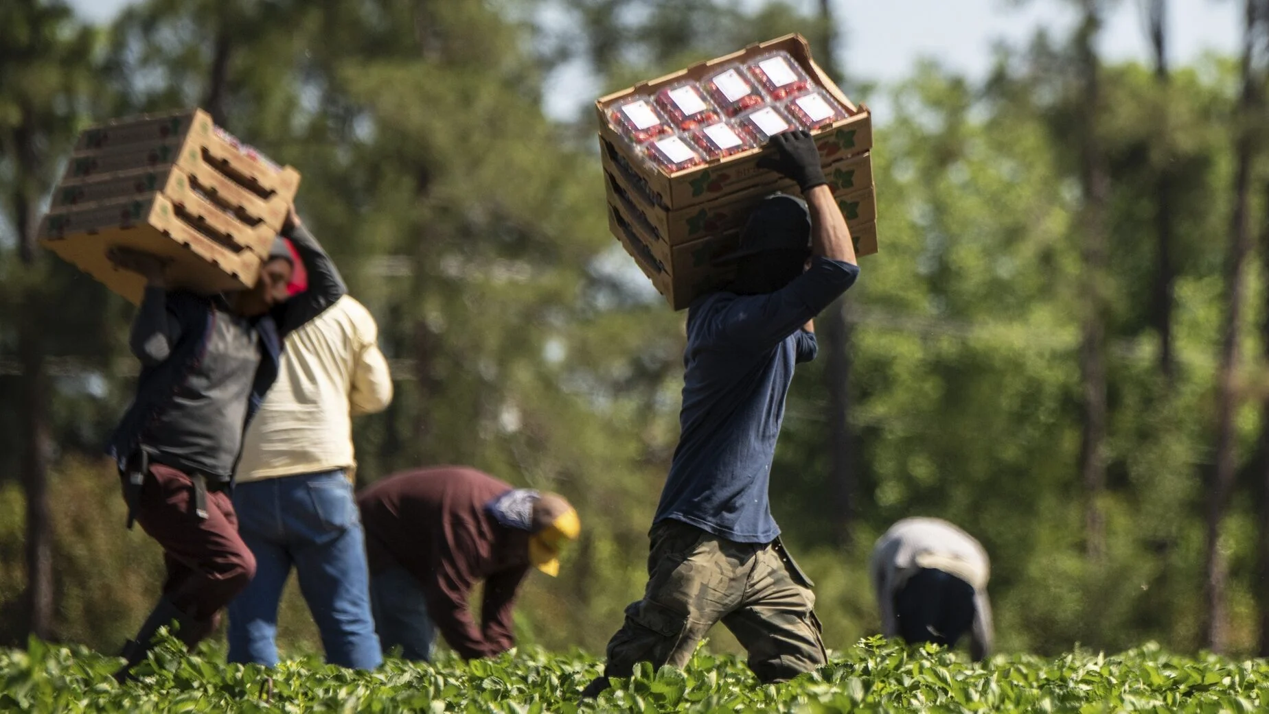 Tráfico de pessoas na UE: quase 10 mil vítimas registradas em 2024, com aumento do trabalho forçado