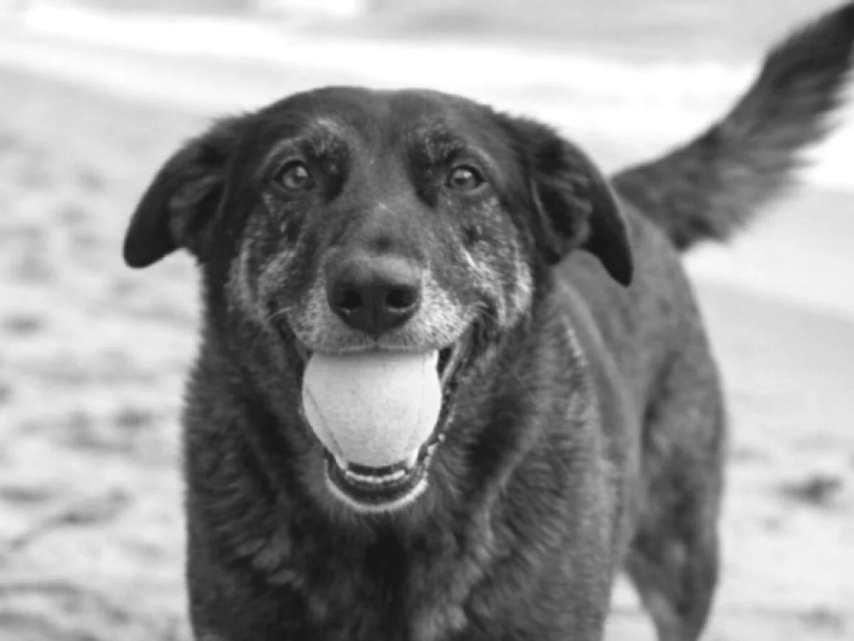 Orelha: como a morte do cão em Florianópolis iluminou o debate sobre impunidade e responsabilidade juvenil