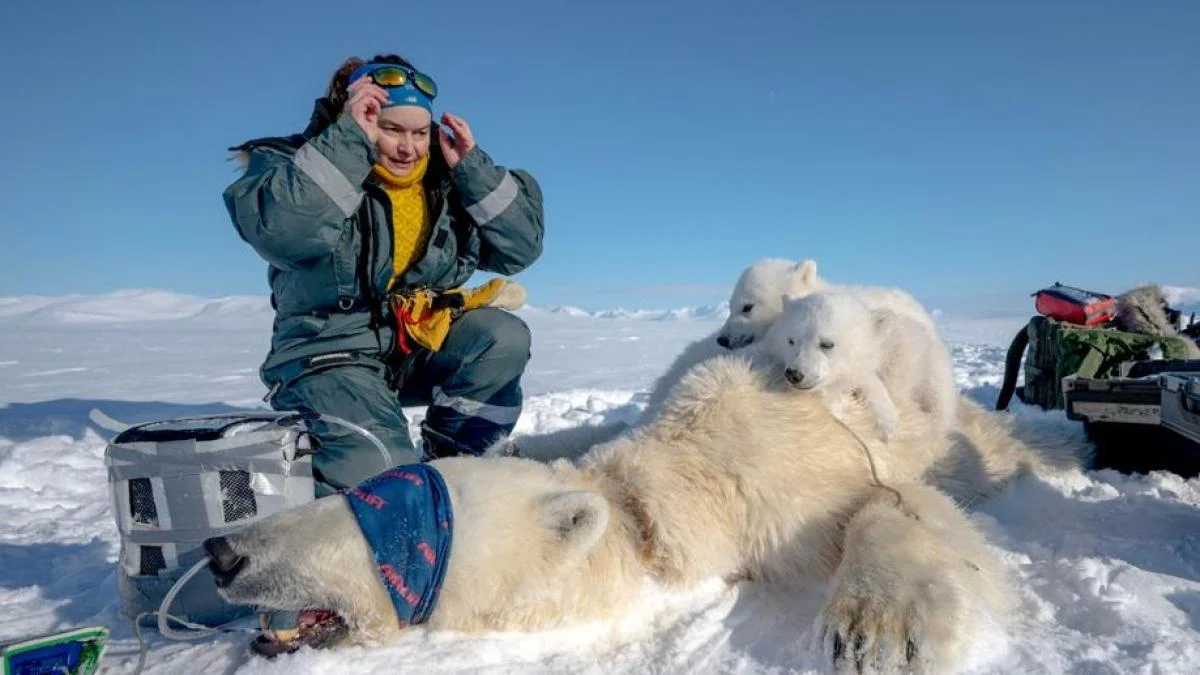 Perda do gelo marinho altera dieta dos ursos polares: mais renas e morsas e reservas de gordura surpreendem pesquisadores
