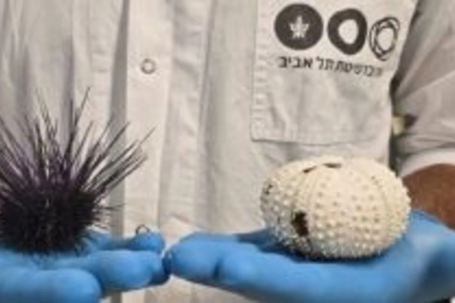 Alerta: mortalidade em massa de ouriços-do-mar nas Ilhas Canárias aponta para risco de extinção local