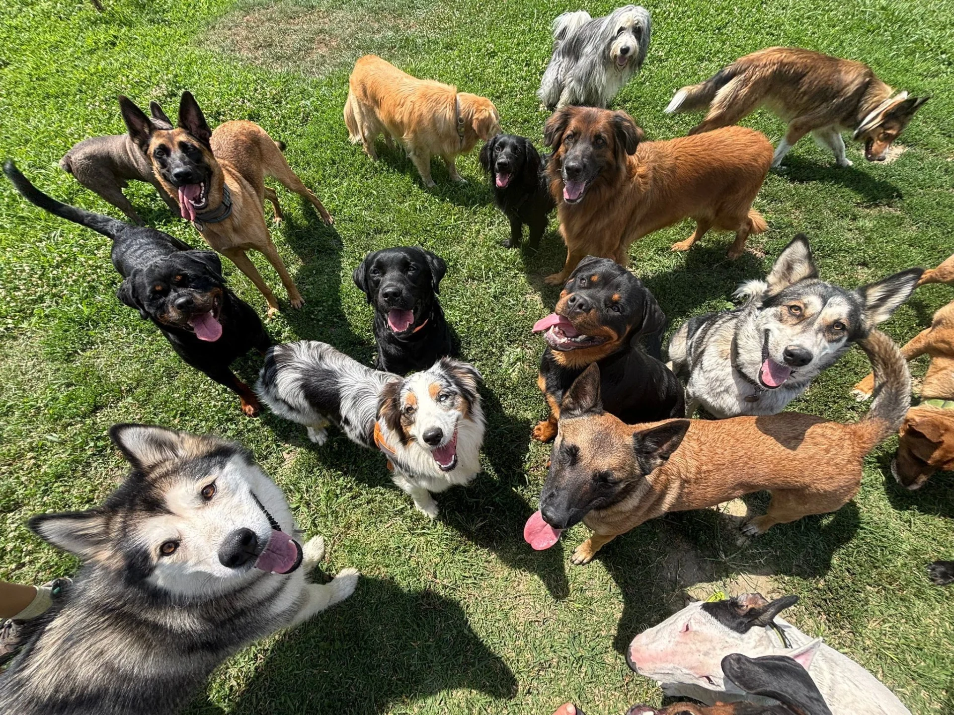 Alessandro Medici, da manager a dog sitter senza rimpianti. «Guadagnavo bene ma non ero felice. Oggi vivo sereno in mezzo ai cani» — corriere.it