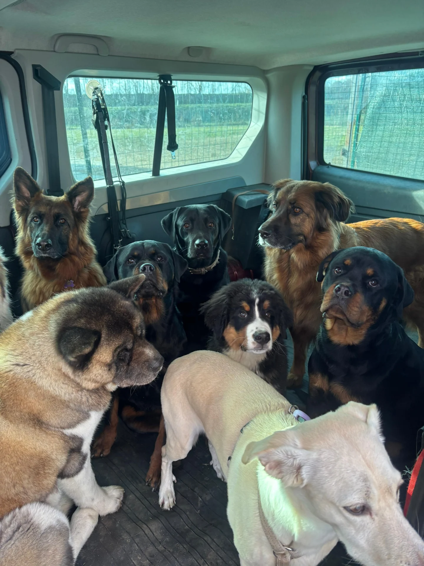 Alessandro Medici, da manager a dog sitter senza rimpianti. «Guadagnavo bene ma non ero felice. Oggi vivo sereno in mezzo ai cani» — corriere.it