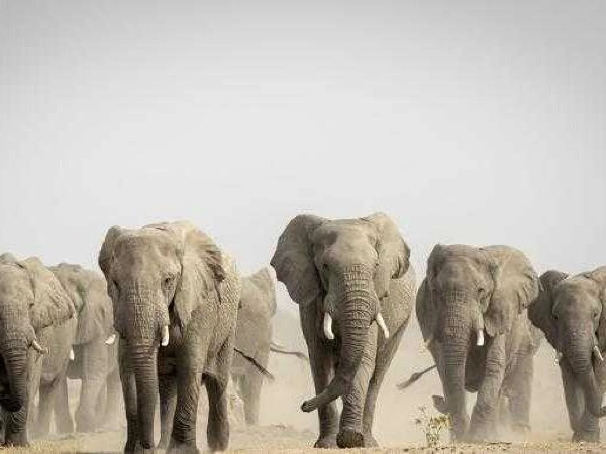 Botswana ameaça enviar 40 mil elefantes à Alemanha por restrições à importação de troféus