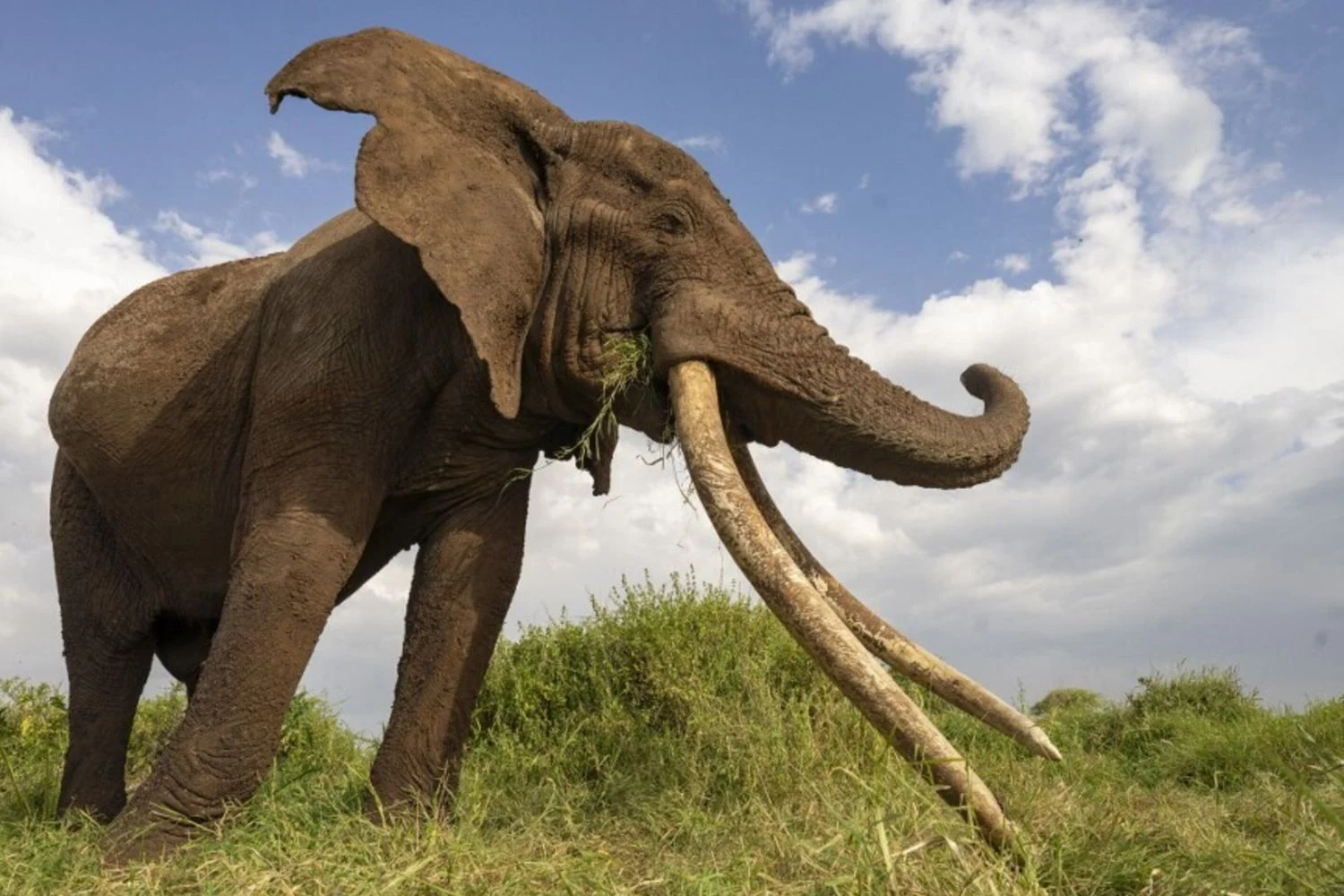 Na Tailândia, elefante chamado Oyewan mata terceiro turista em Khao Yai