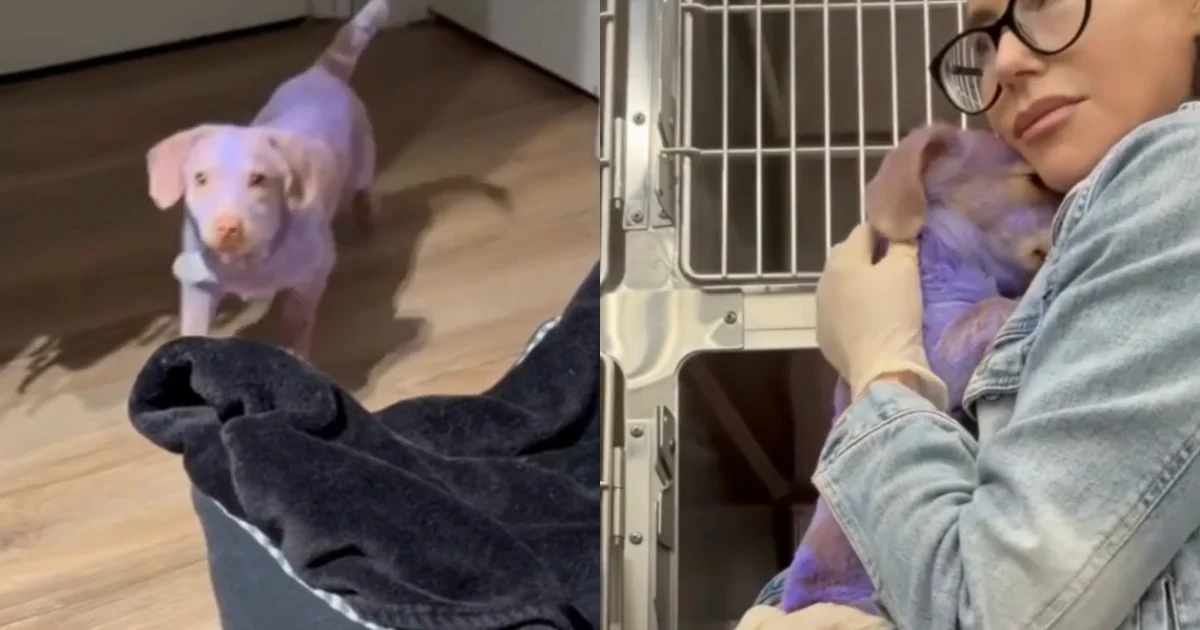 Benny, o cão imerso em verniz tóxico, é resgatado e encontra novo lar em Los Angeles