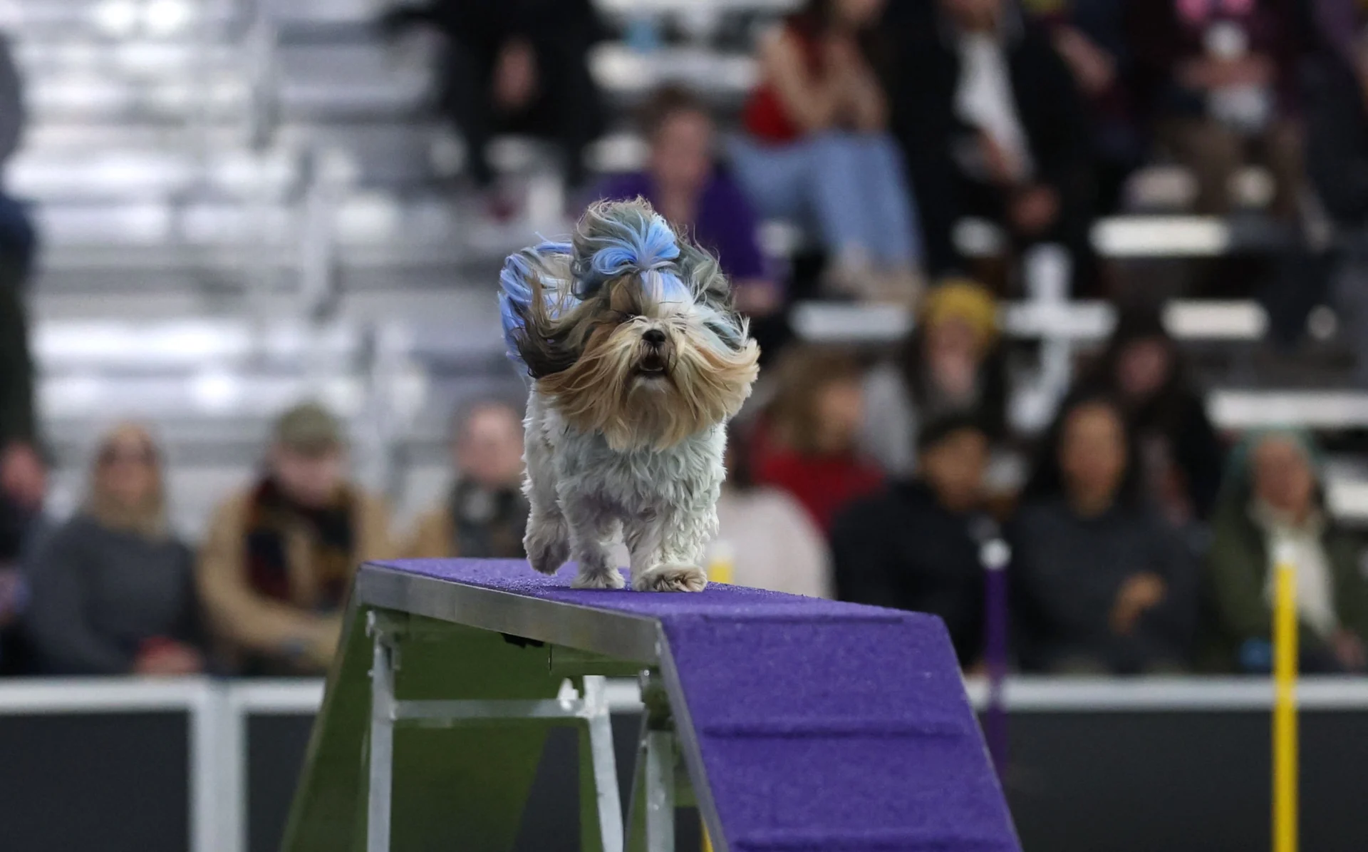 Chi l'ha detto che l'agility dog è solo roba da Border Collie? Al Westminster riflettori su piccoletti e meticci — corriere.it