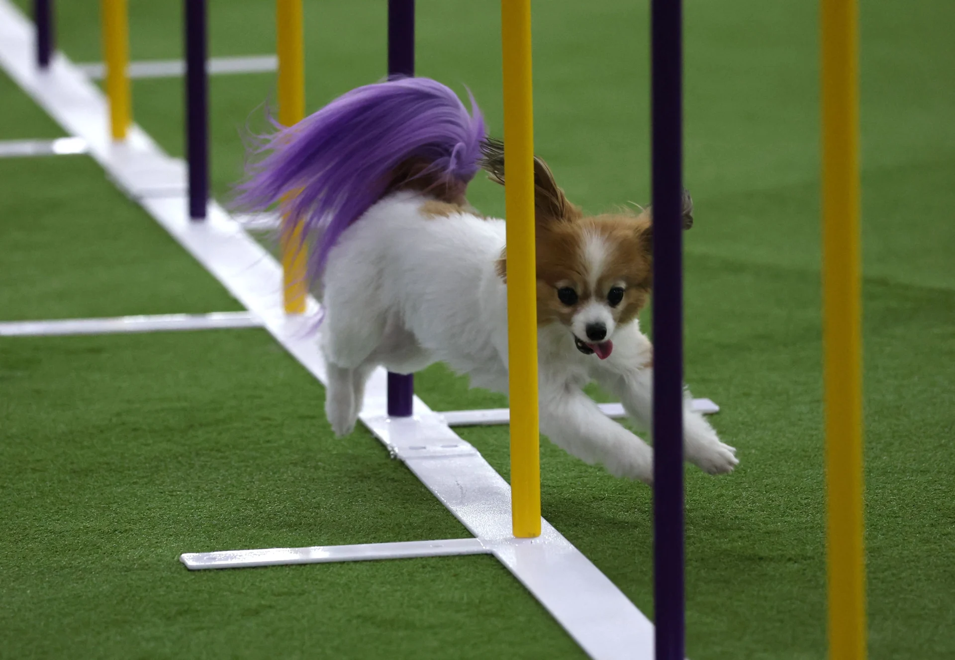 Chi l'ha detto che l'agility dog è solo roba da Border Collie? Al Westminster riflettori su piccoletti e meticci — corriere.it