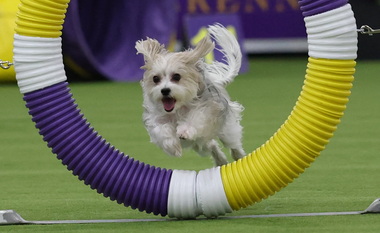 Chi l'ha detto che l'agility dog è solo roba da Border Collie? Al Westminster riflettori su piccoletti e meticci — corriere.it