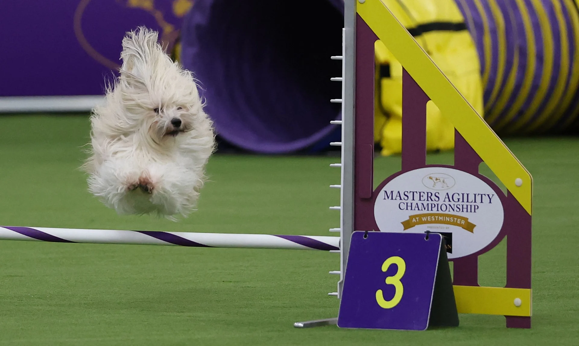 Chi l'ha detto che l'agility dog è solo roba da Border Collie? Al Westminster riflettori su piccoletti e meticci — corriere.it