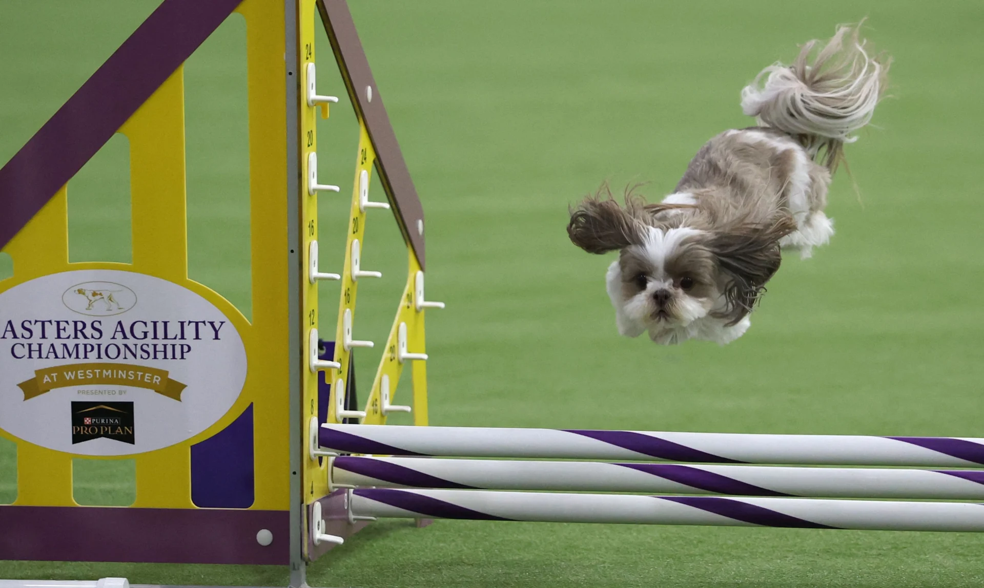 Chi l'ha detto che l'agility dog è solo roba da Border Collie? Al Westminster riflettori su piccoletti e meticci — corriere.it