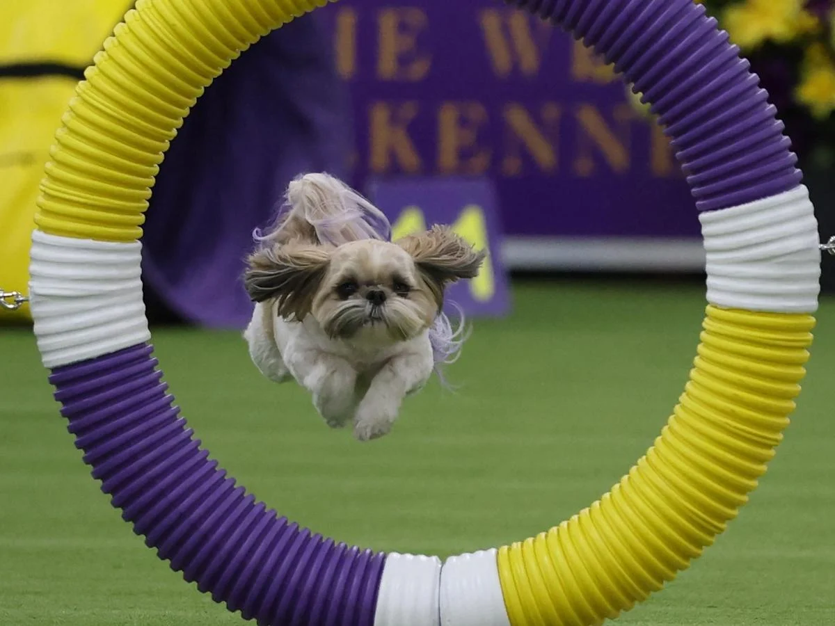 Westminster 150 anos: o brilho do agility celebra pequenos, mestiços e o poder do jogo