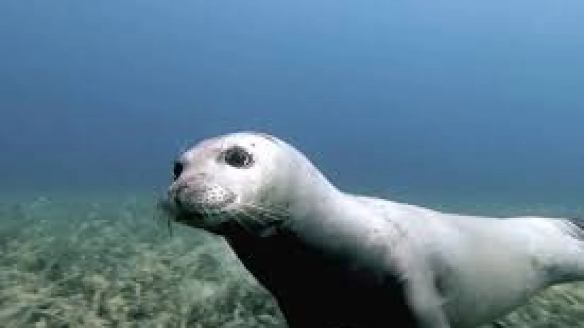 Primeira confirmação acústica da foca-monaca em Montecristo: descoberta inédita na Itália