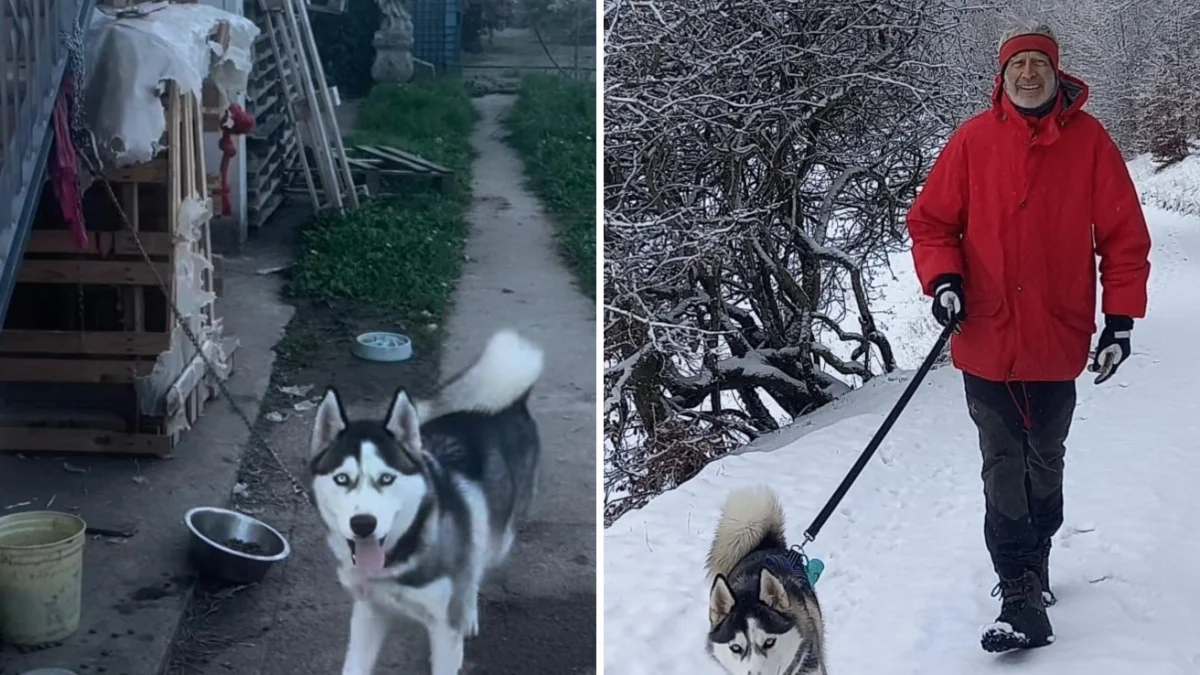Ronny, o Husky resgatado que trocou a cadeia pela alegria das caminhadas na neve