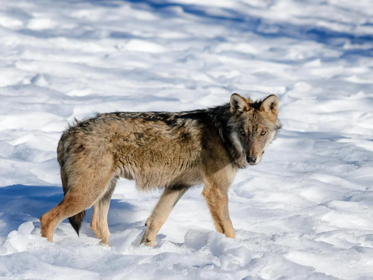 Declassamento do lobo: cinco pedidos ao Senado para deter uma decisão contrária à ciência