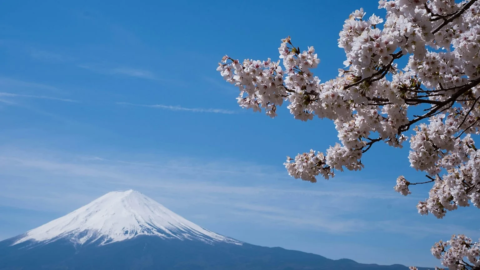 Monte Fuji: festival de cerejeiras é cancelado após episódios de mau comportamento de turistas