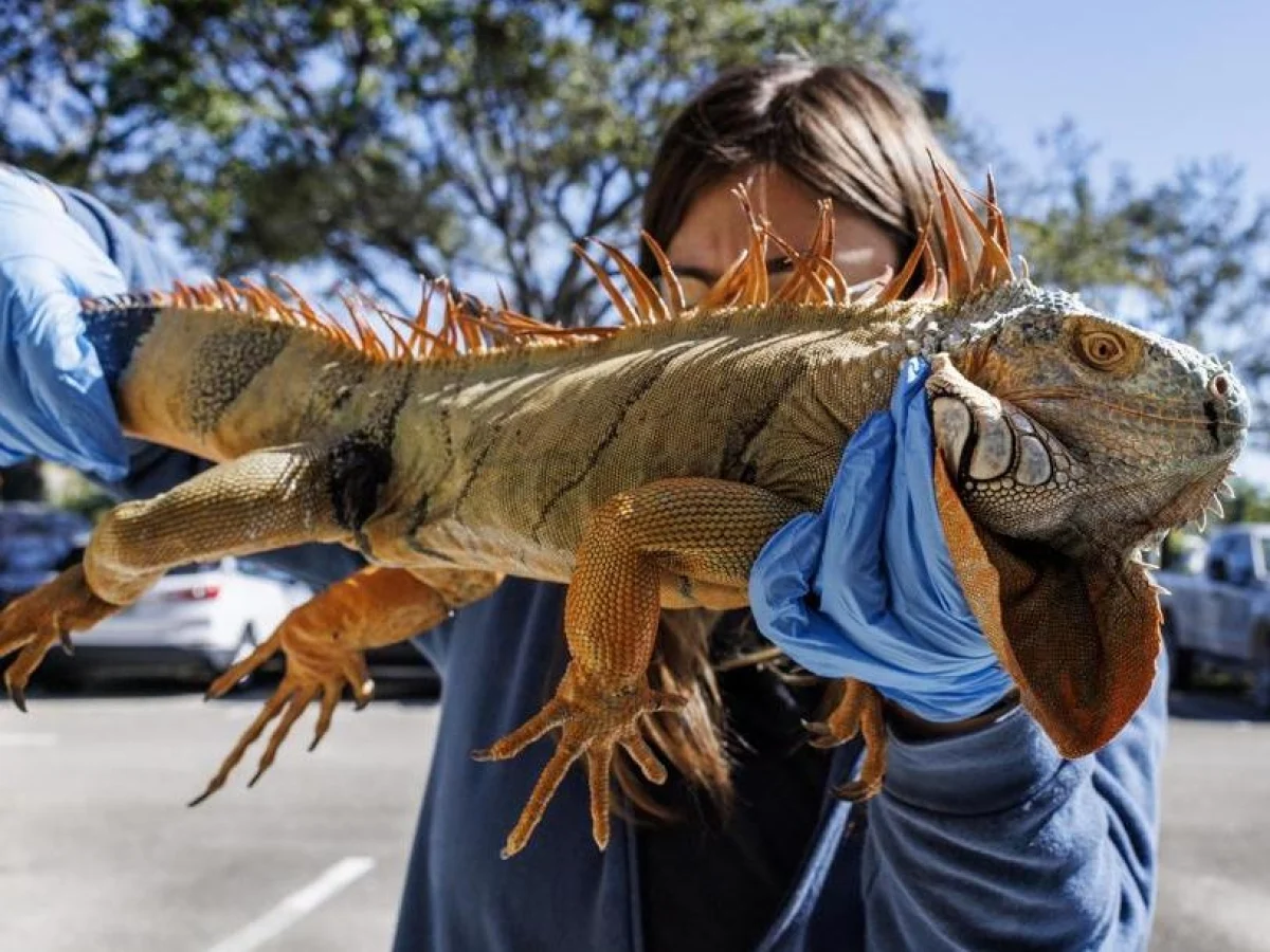 Cerca de 5 mil iguanas da Flórida foram coletadas durante geada e eutanasiadas: decisão contra espécie invasiva