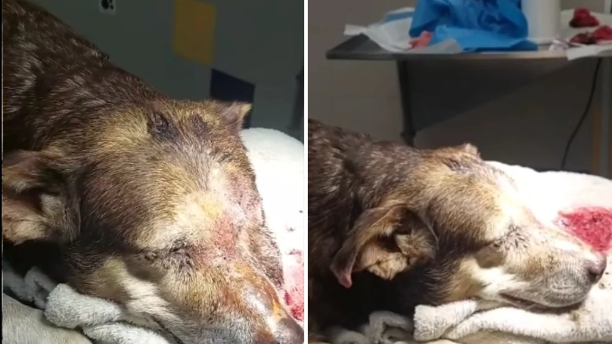 Cão amarrado e espancado até quase morrer em Bacoli: prefeito promete justiça e apela por testemunhas