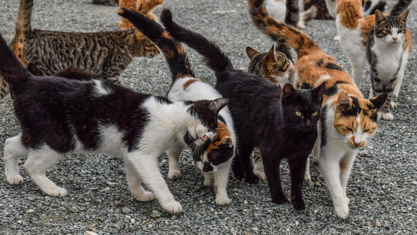 Nova Zelândia anuncia plano para eliminar milhões de gatos vadios em nome da biodiversidade