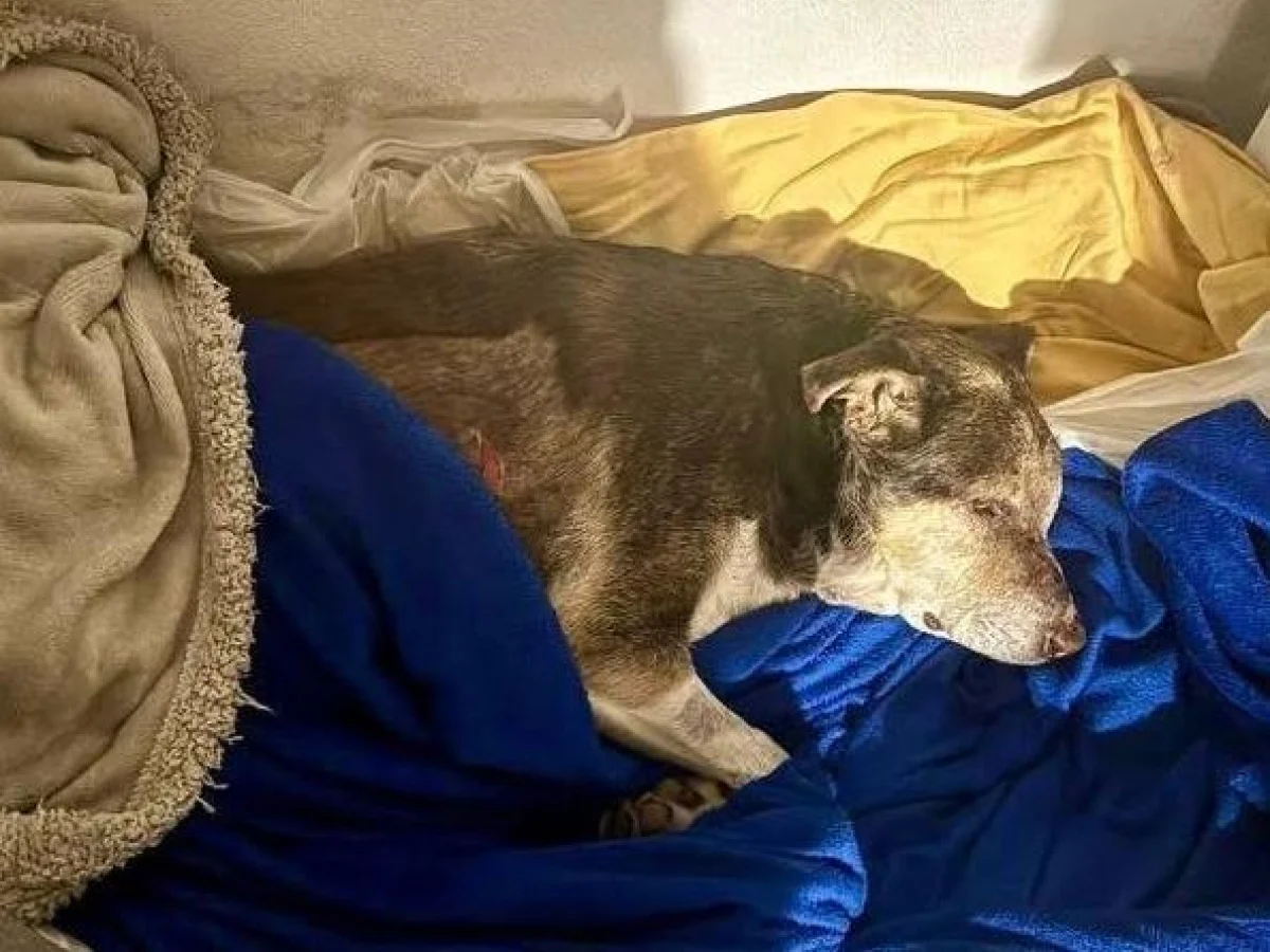 Giulietta, cão espancado em Bacoli, está fora de perigo; Prefeitura pagará tratamento