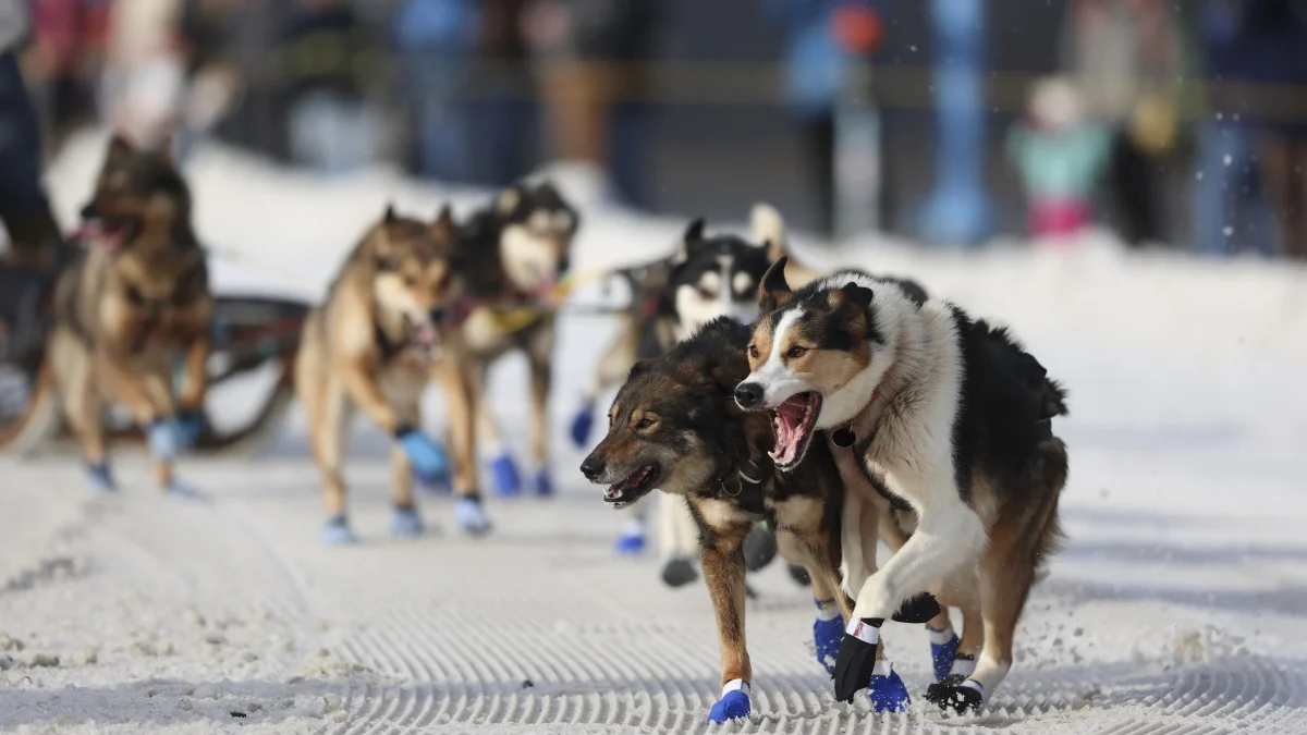 Por que não há animais nos Jogos Olímpicos de Inverno? História, riscos e a proteção ao bem‑estar animal