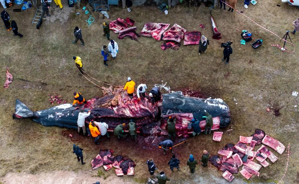 Danimarca, i bambini giocano con la carcassa della balena spiaggiata. Le autorità: effluvi pericolosi e potrebbe esplodere — corriere.it
