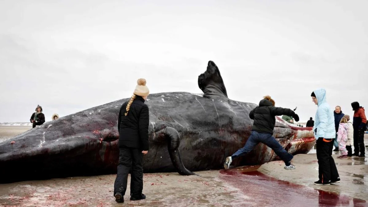 Duas carcaças de cachalote na Jutlândia: crianças brincam perto e autoridades alertam para risco de explosão