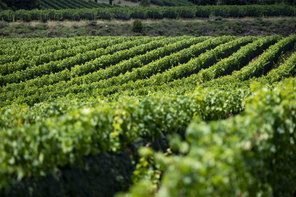 Parlamento Europeu aprova o ‘Pacote Vinho’: mais fundos, regras e apoio estratégico ao setor