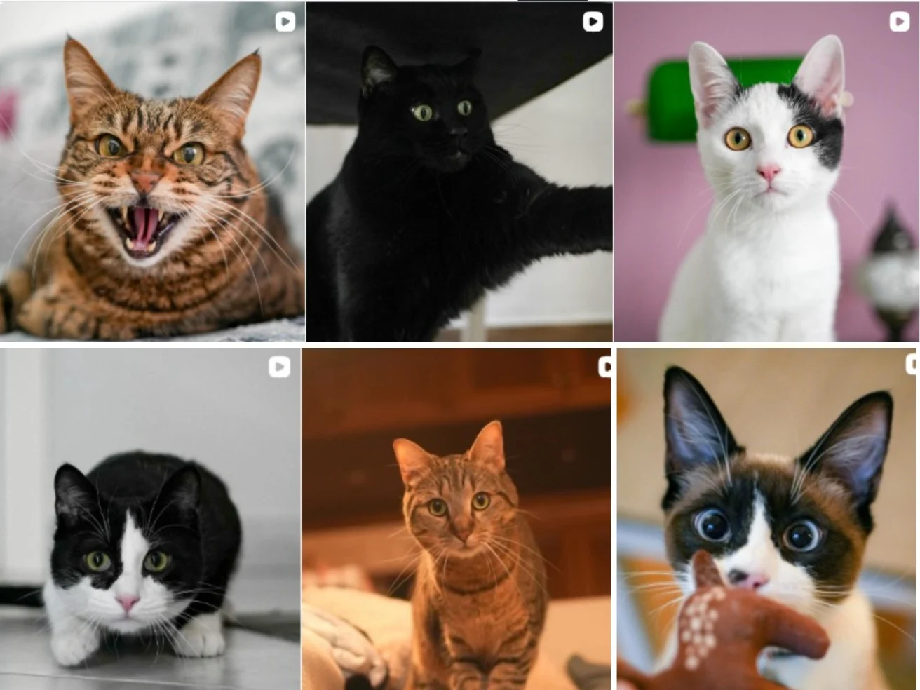 Non solo cani, lo scatto felino di Doggodaiily: ora fotografa anche i gatti. E progetta di accogliere a casa sua i cani senza tetto — corriere.it