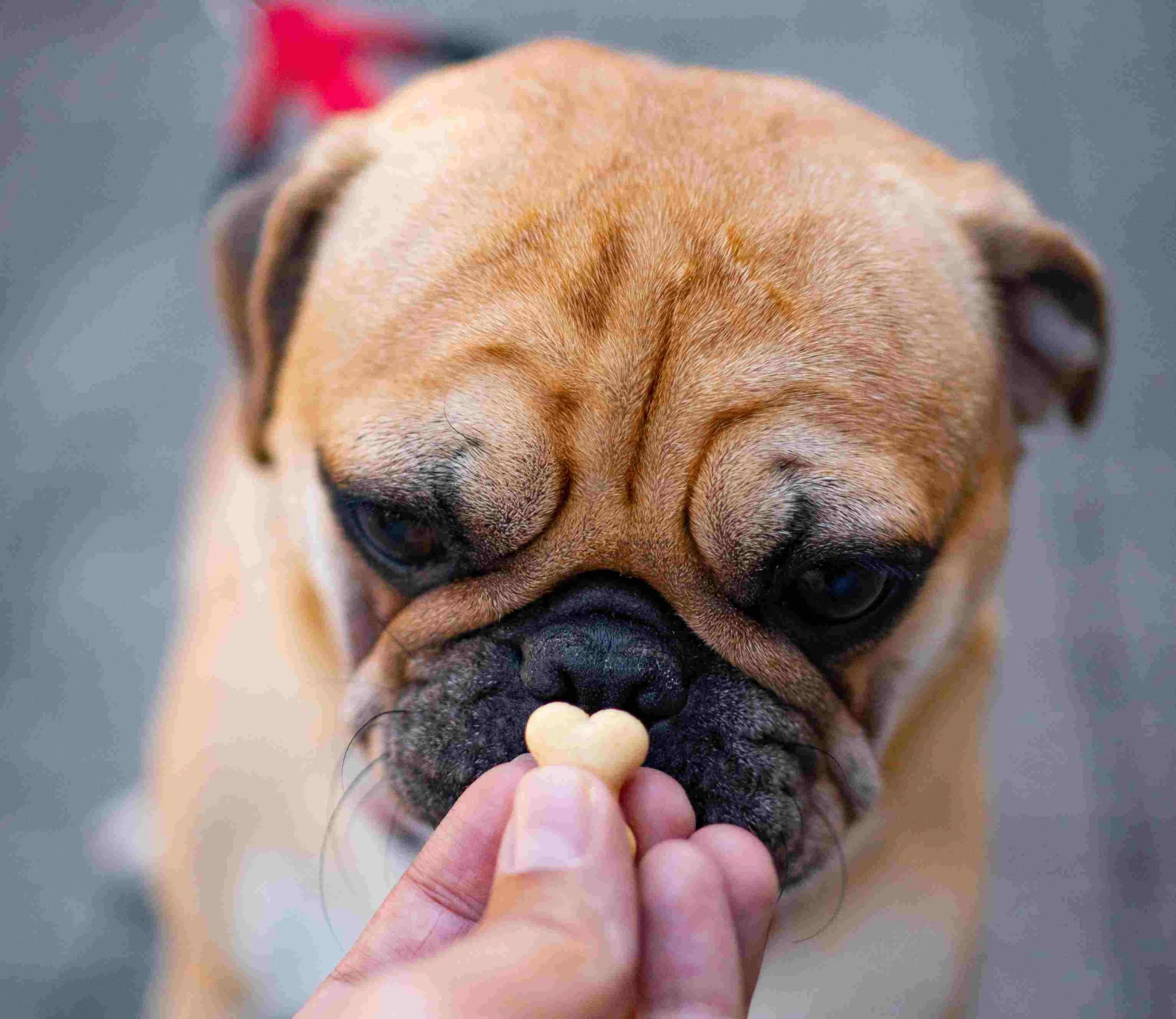 Non solo cani, lo scatto felino di Doggodaiily: ora fotografa anche i gatti. E progetta di accogliere a casa sua i cani senza tetto — corriere.it