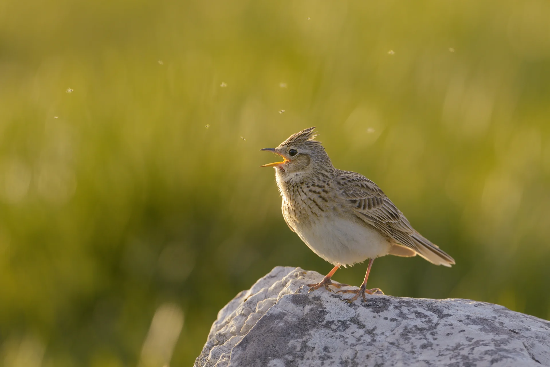 Itália perde um terço das aves agrícolas; nas planícies declínio chega a 50%