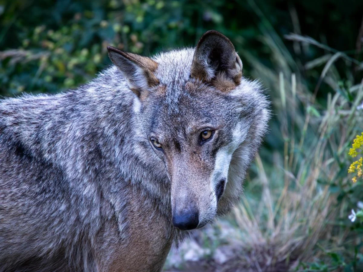 Metade dos lobos na Itália carrega genes de cão: estudo revela risco à integridade genética