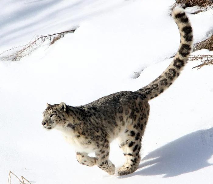 La storia delle donne che salvano il leopardo delle nevi in India: il coraggio di proteggere la natura — corriere.it