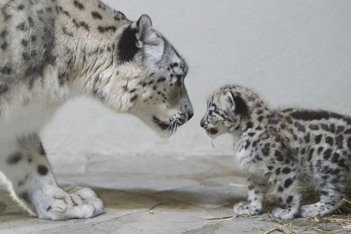 La storia delle donne che salvano il leopardo delle nevi in India: il coraggio di proteggere la natura — corriere.it