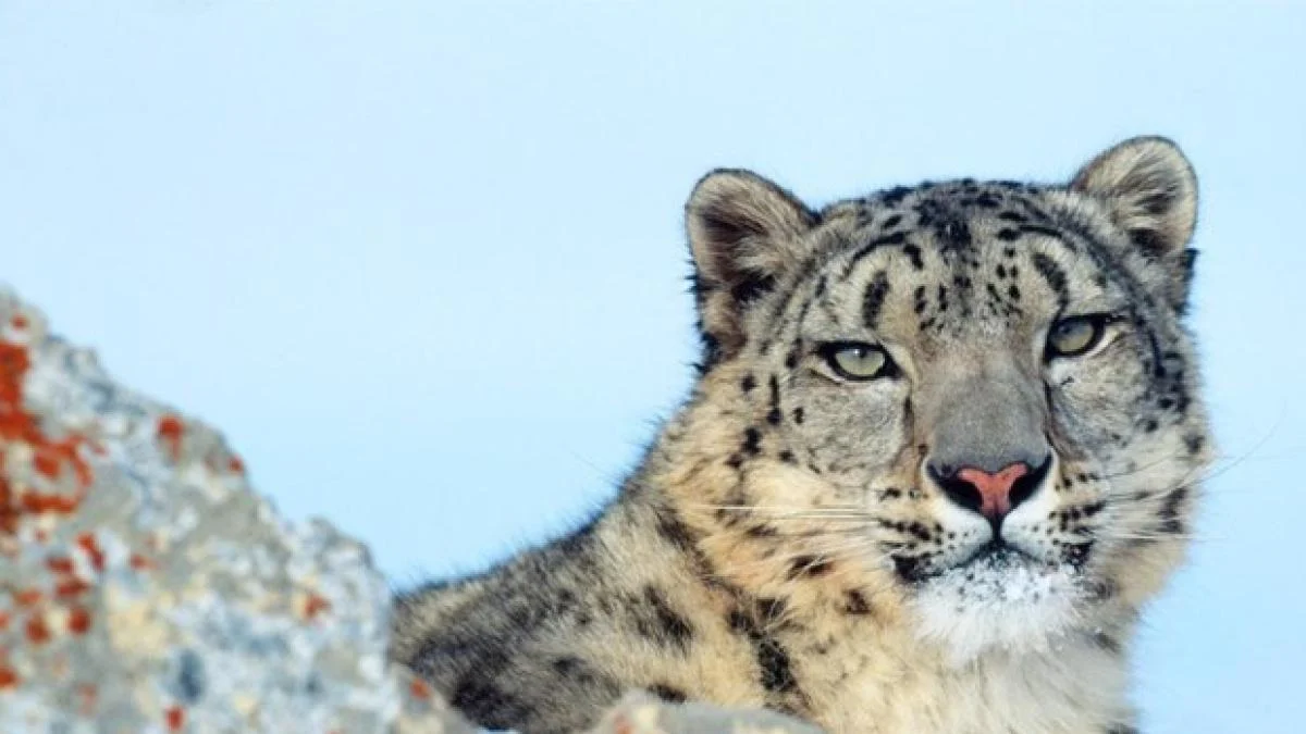 Mulheres que iluminam o habitat do leopardo-das-neves: coragem, ciência e cuidado no Himalaia indiano