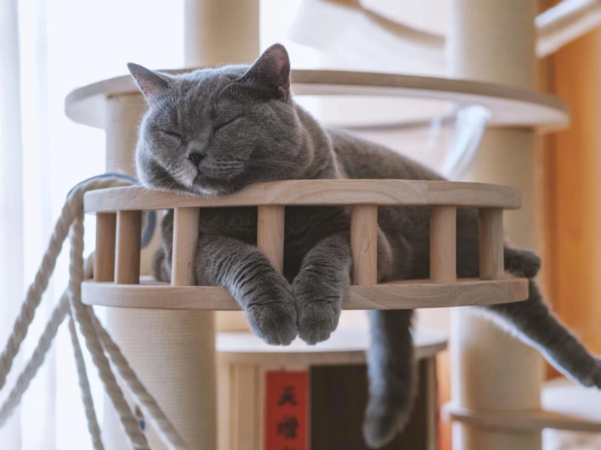 Smartworking fortalece laços com os gatos: quase metade dos donos abre mão de viagem sem solução para o mico