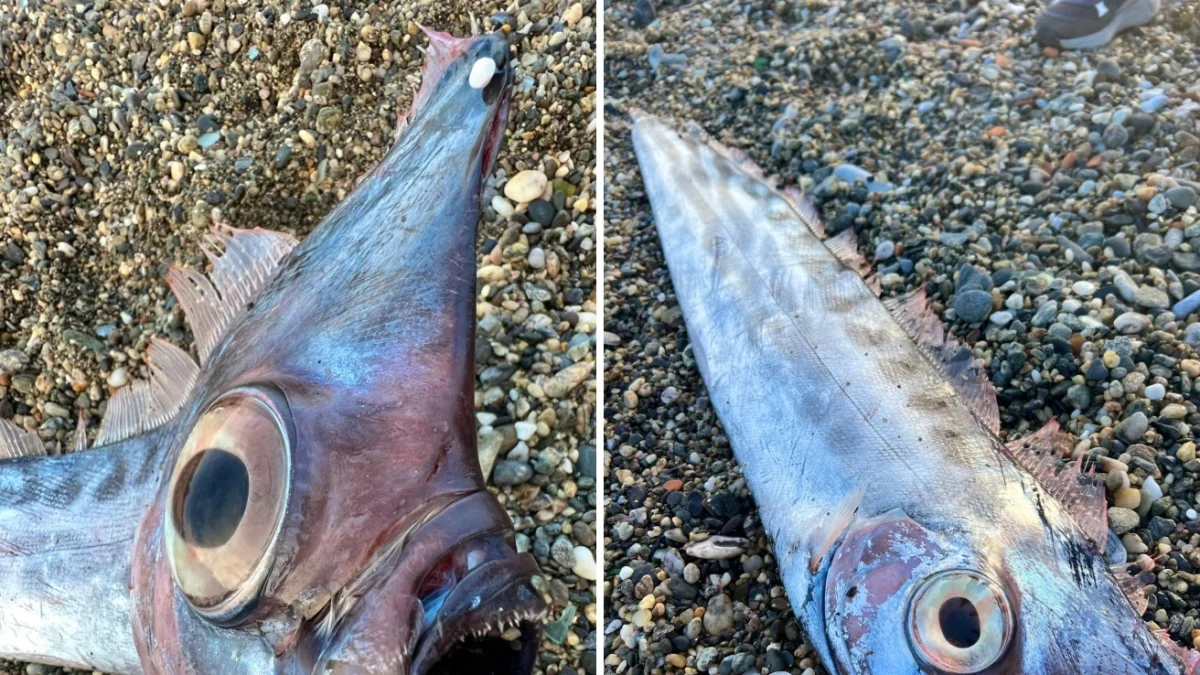 Un rarissimo pesce liocorno ritrovato sulla costa di Milazzo: verrà esposto al Museo del Mare — corriere.it