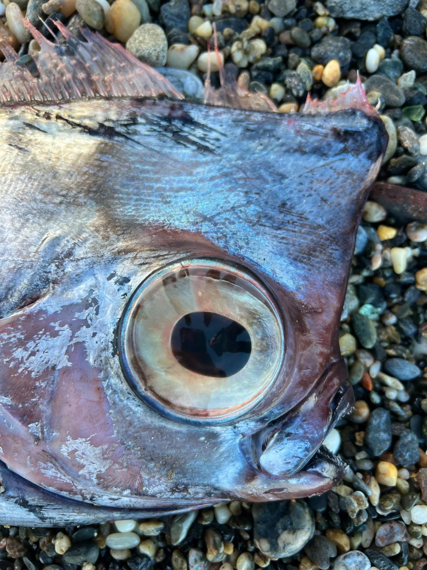 Un rarissimo pesce liocorno ritrovato sulla costa di Milazzo: verrà esposto al Museo del Mare — corriere.it