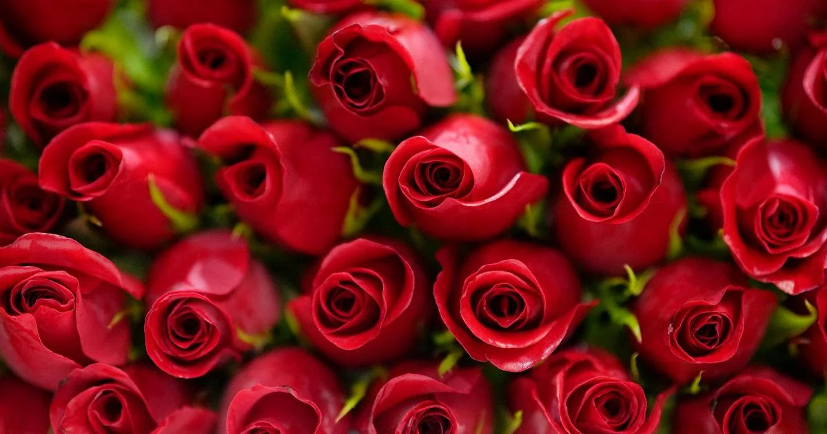 Na era dos algoritmos, o amor continua profundamente humano, diz neurologista