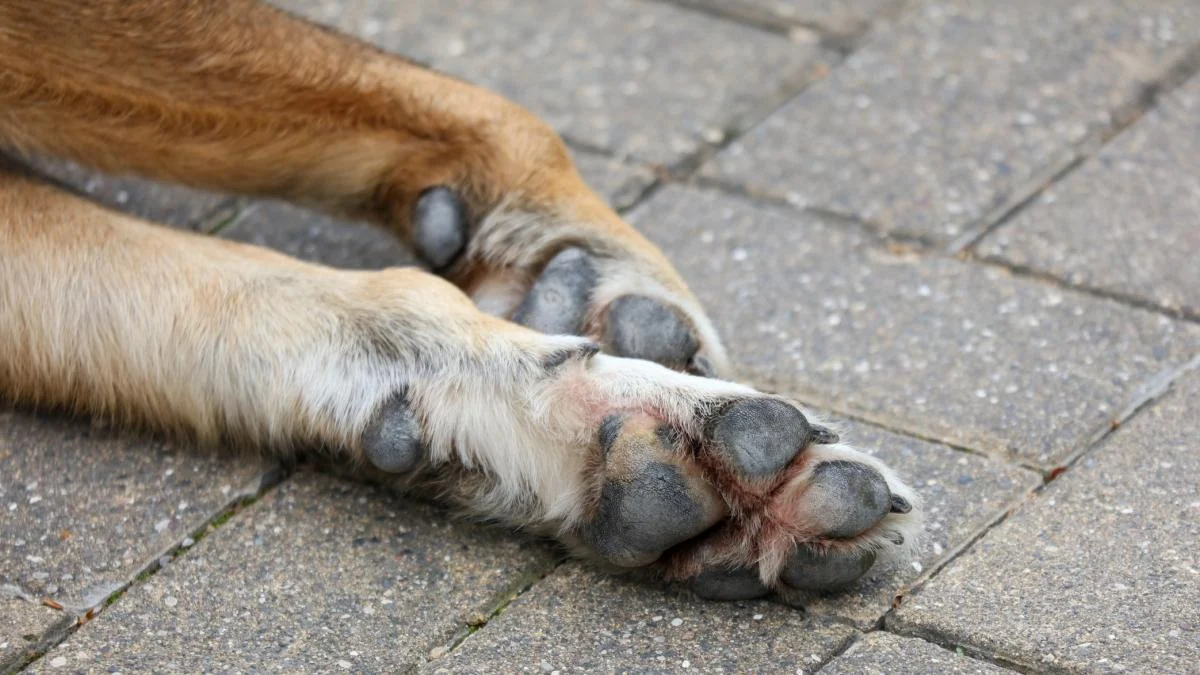 Cachorro morre eletrocutado em Udine após apoiar a pata em poça sobre bueiro com fio exposto