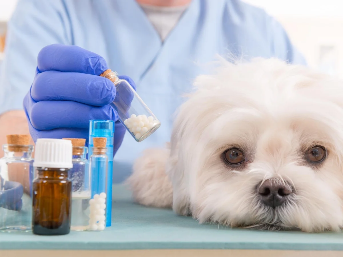 Por que os medicamentos veterinários custam mais que os equivalentes para humanos?