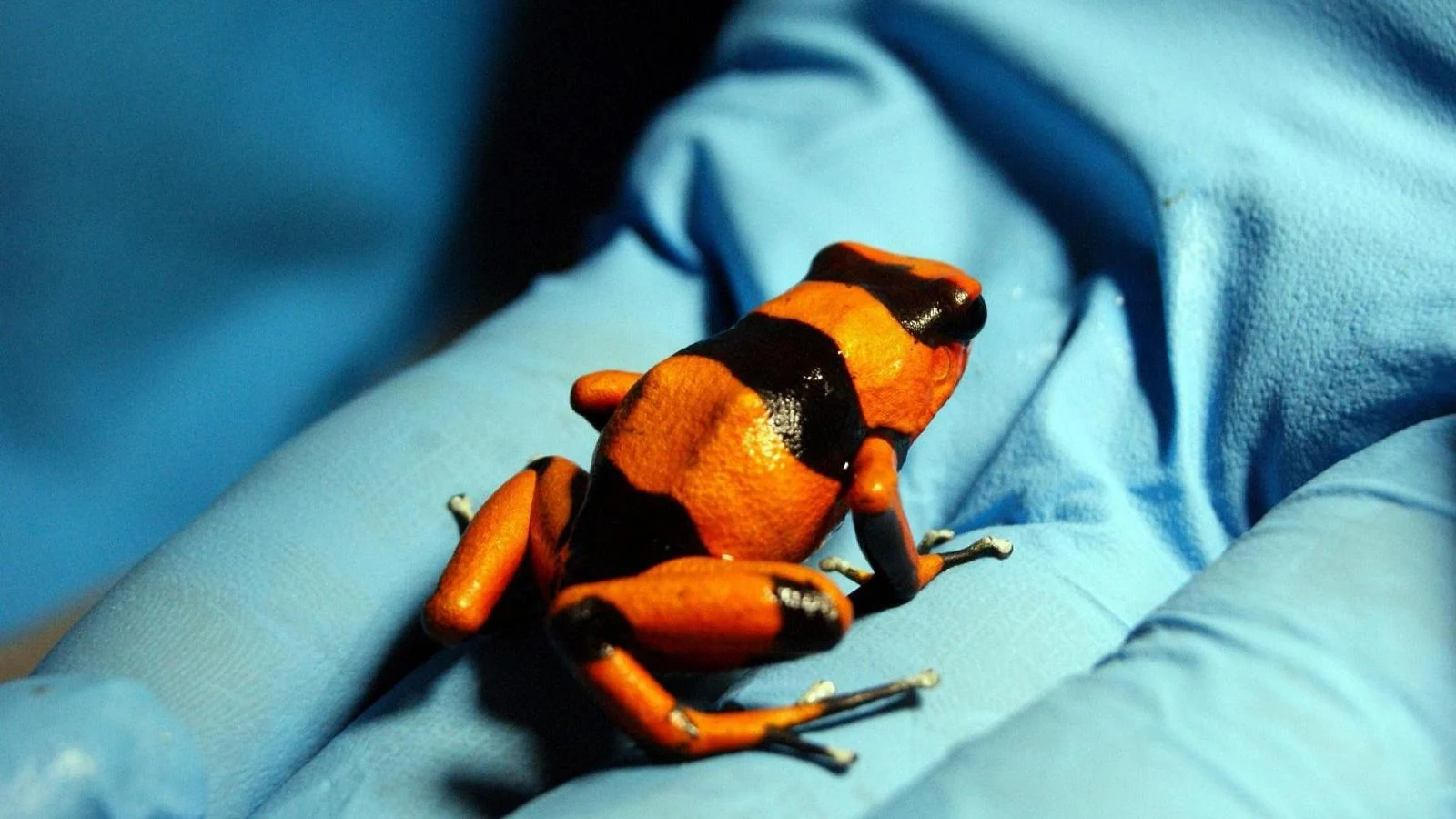 Rã‑dardo do Equador: o vertebrado mais venenoso do mundo e a toxina ligada à morte de Navalny