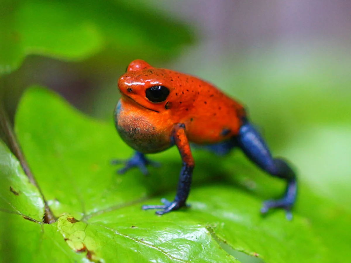 Rã-dardo: onde vivem, por que são tão venenosas e a ligação com o caso Navalny