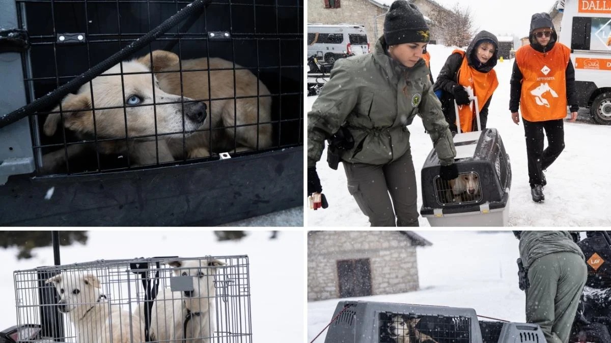 Trentino: 35 Alaskan Husky resgatados de condições de abandono e fome — eram usados para puxar trenós