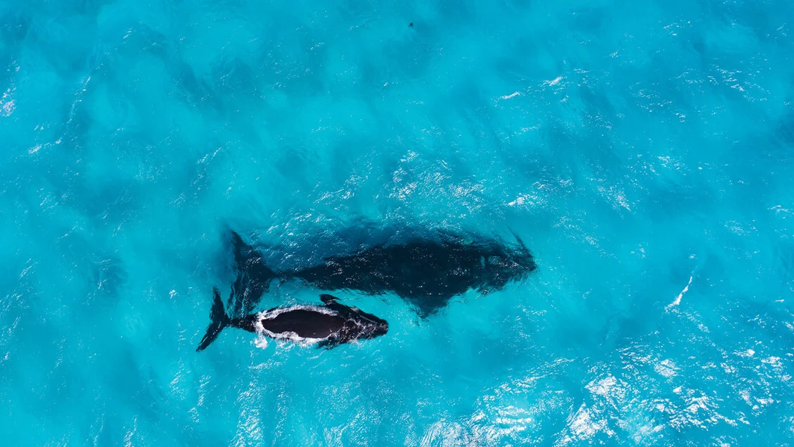 O longo e mágico trajeto das baleias pela Austrália Ocidental