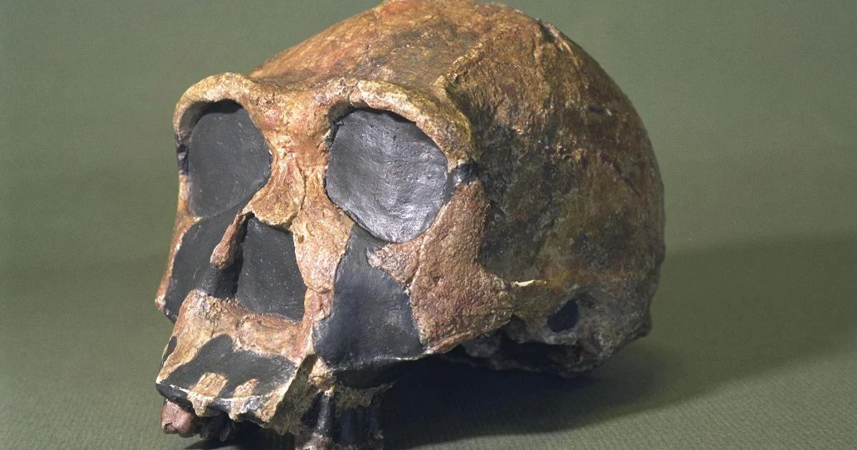 Homo erectus em Yunxian: Chegada à Ásia 600 mil anos antes do que se pensava