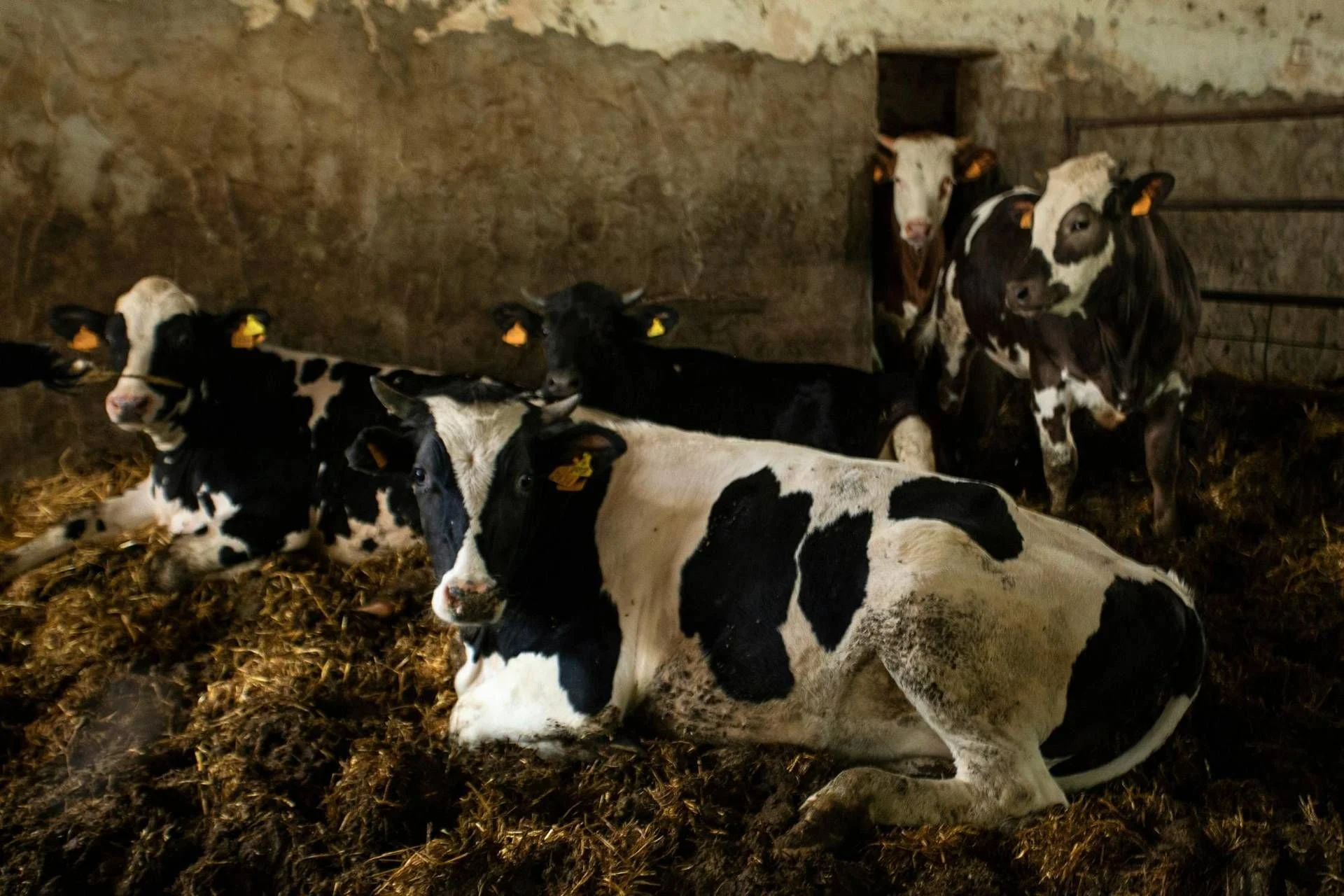 Superbactérias de Origem Alimentar: alerta do ECDC e EFSA para risco à saúde pública