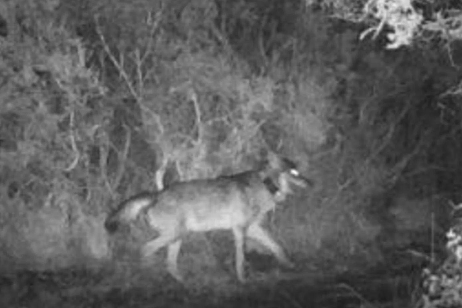 Lobo manco da Maremma assume liderança do bando e revela dinâmica territorial via telemetria