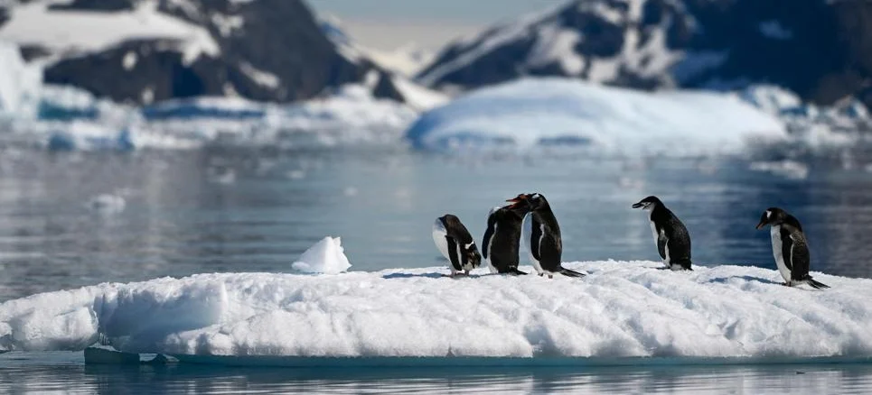 L'aviaria in Antartide minaccia anche i pinguini. L'allarme degli scienziati: «Uccide velocemente» — corriere.it