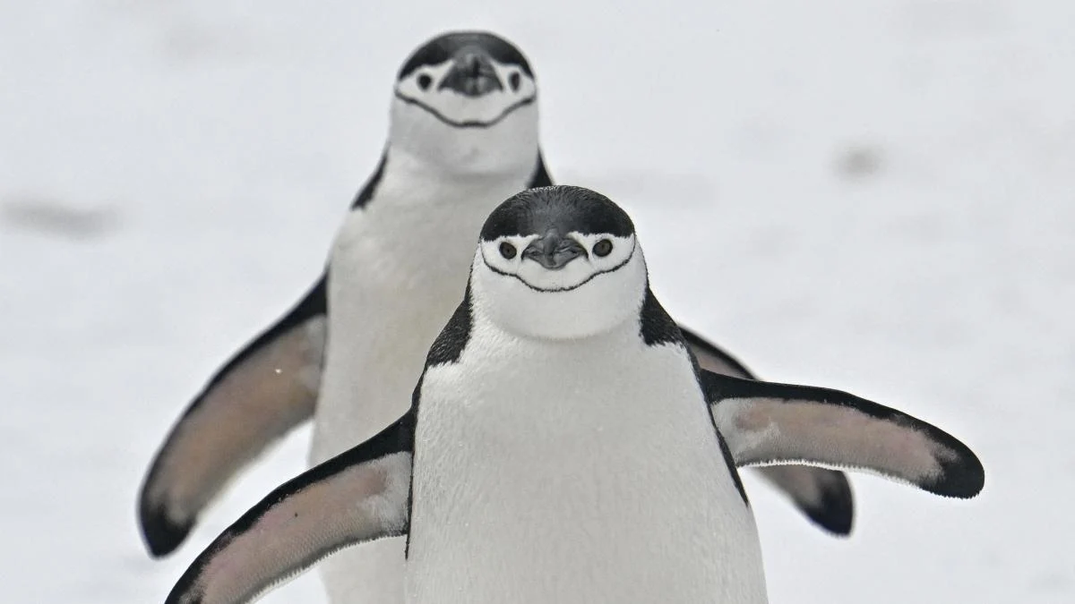 Aviária na Antártica ameaça pinguins e mamíferos: cientistas soam o alerta